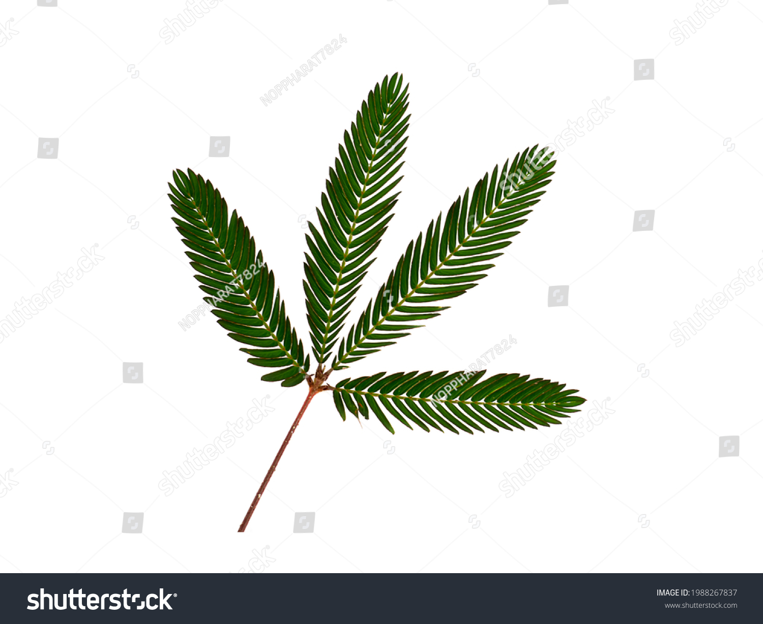 35,121 Mimosa leaf Images, Stock Photos & Vectors | Shutterstock