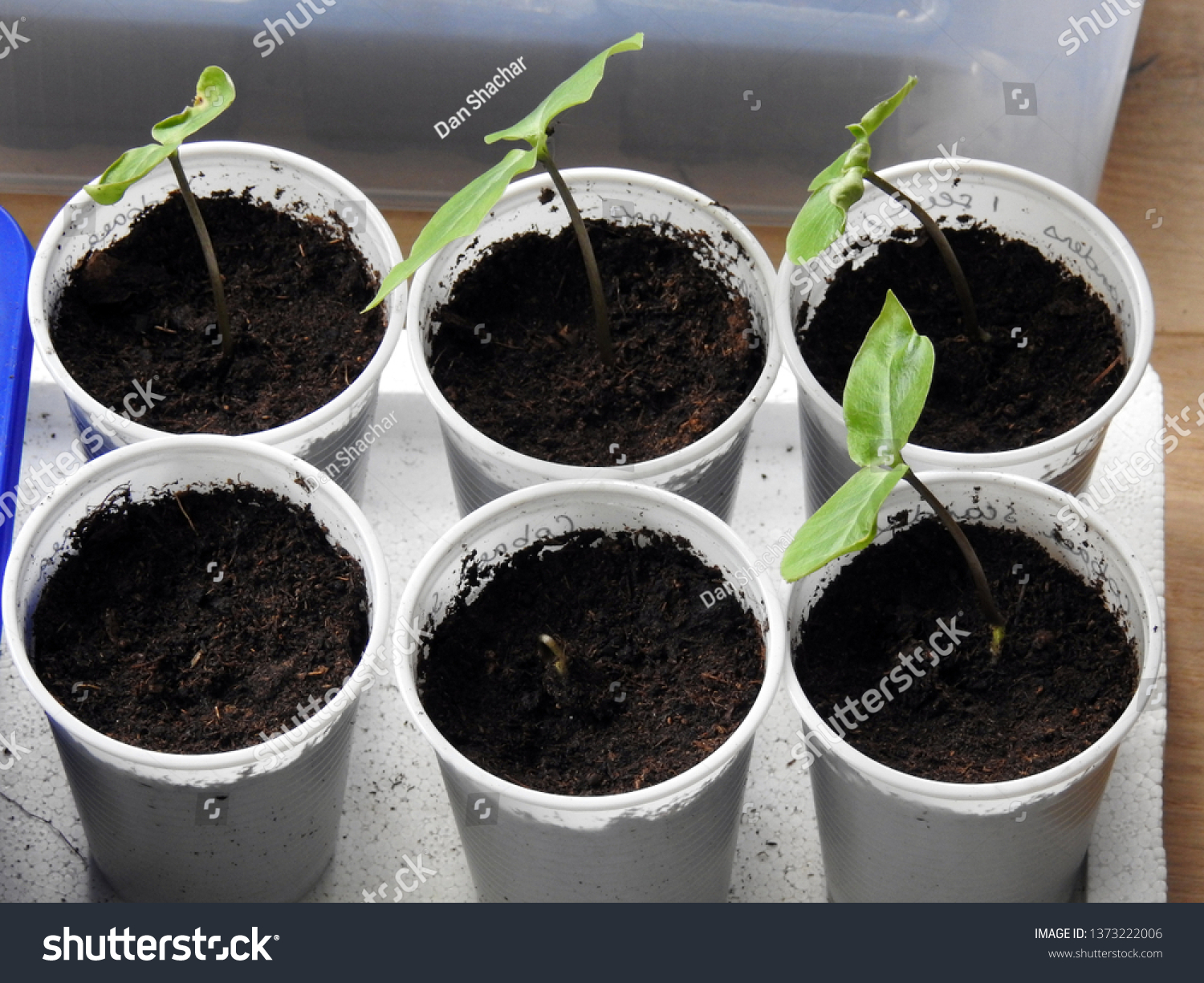 Close Six Round White Cups Organized Stock Photo Edit Now 1373222006