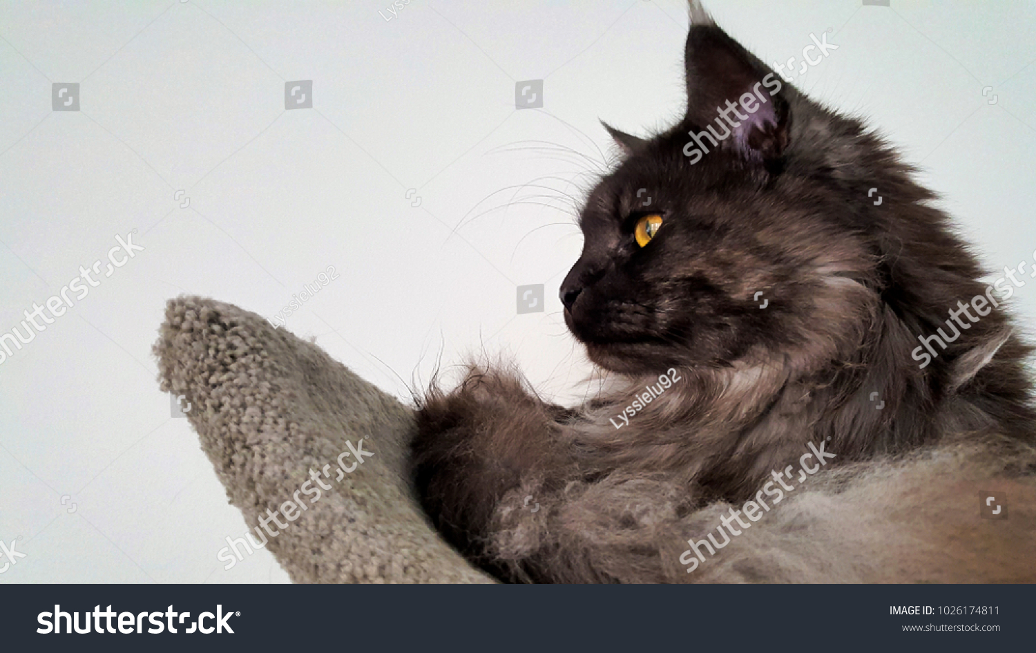 Close Smoke Grey Maine Coon Sitting Stock Photo Edit Now 1026174811