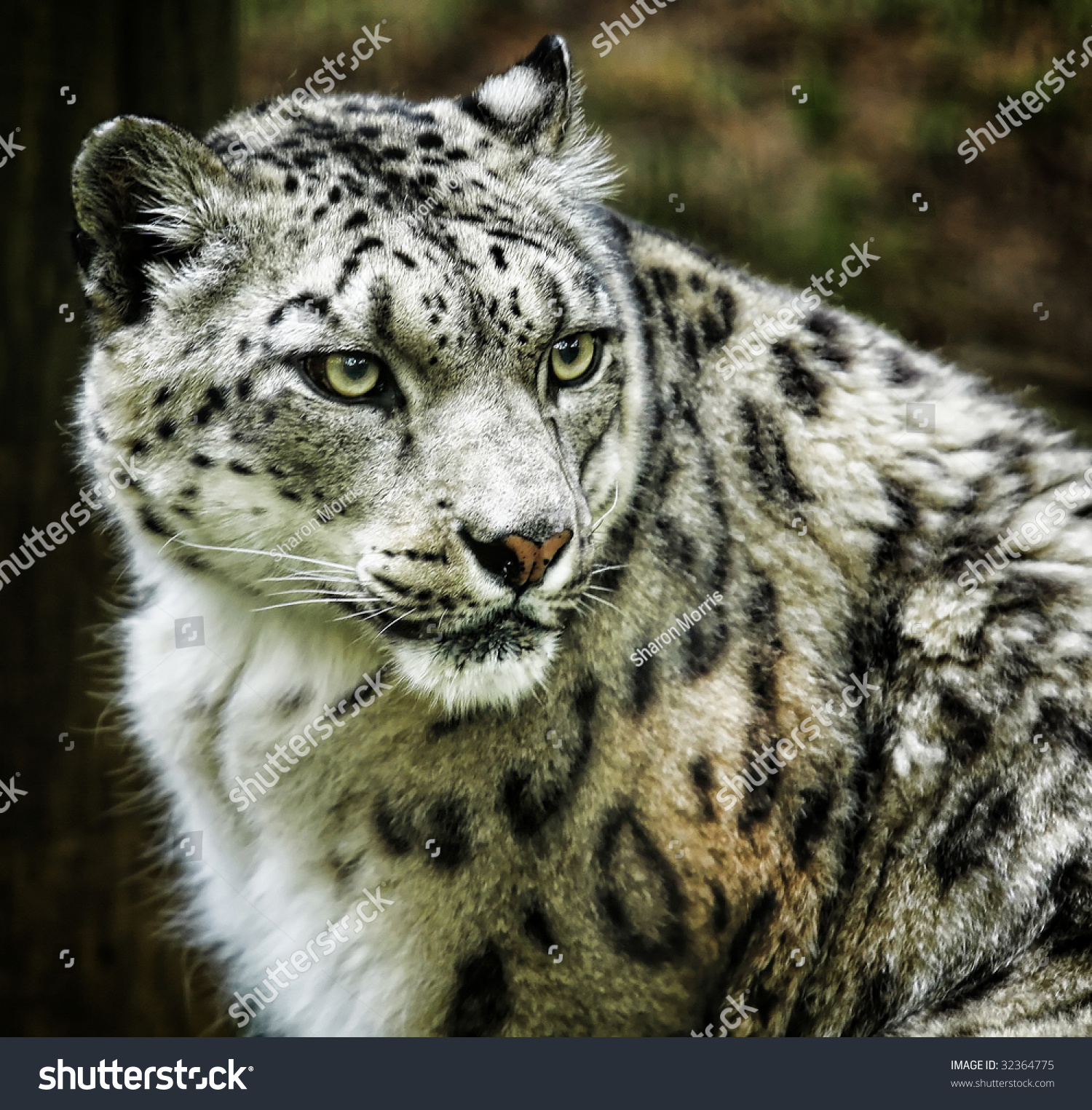 Close Up Of Snow Leopard Stock Photo 32364775 : Shutterstock