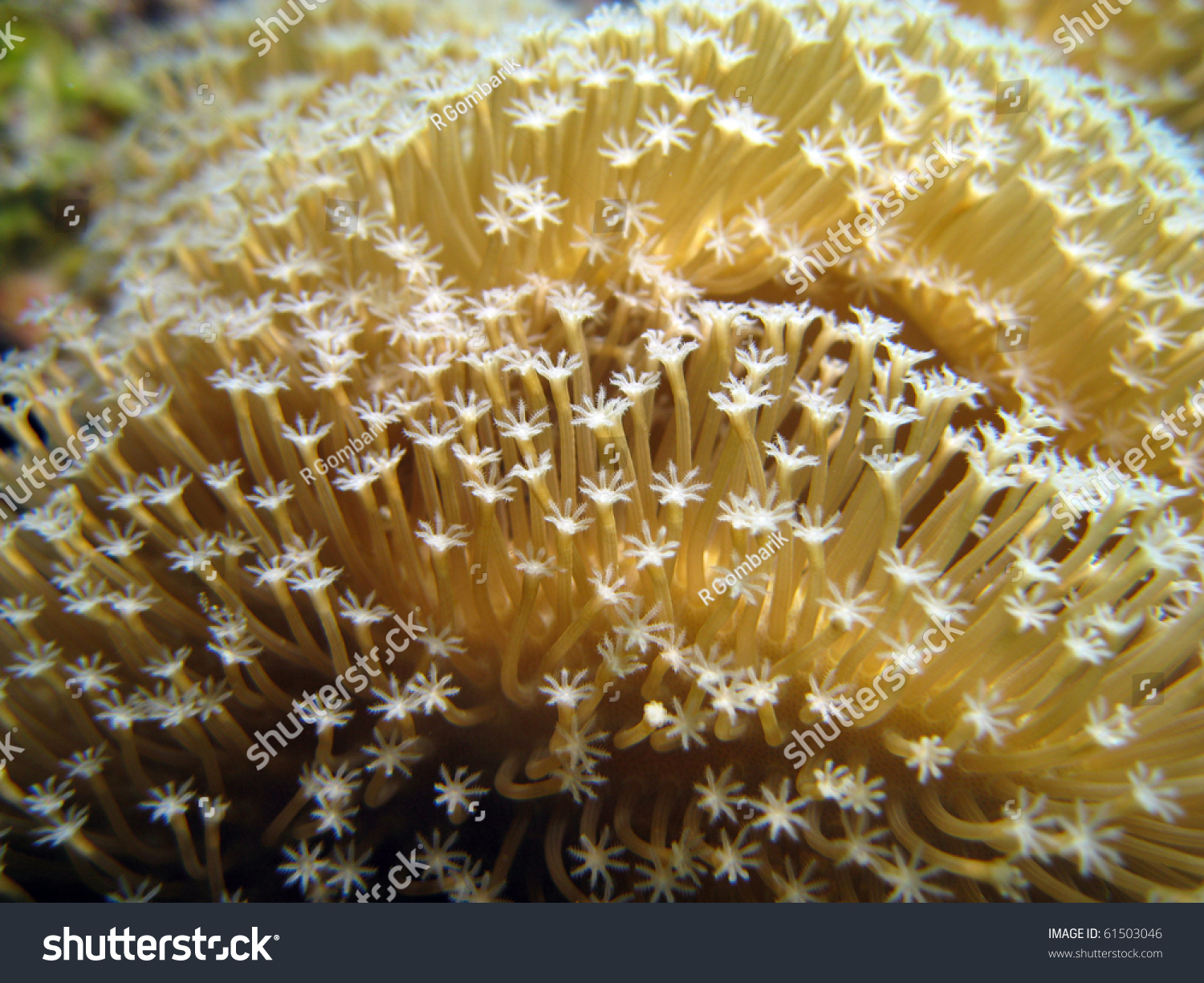 Close-Up Of Soft Coral, Leather Coral, Sarcophyton Trocheliophorum ...