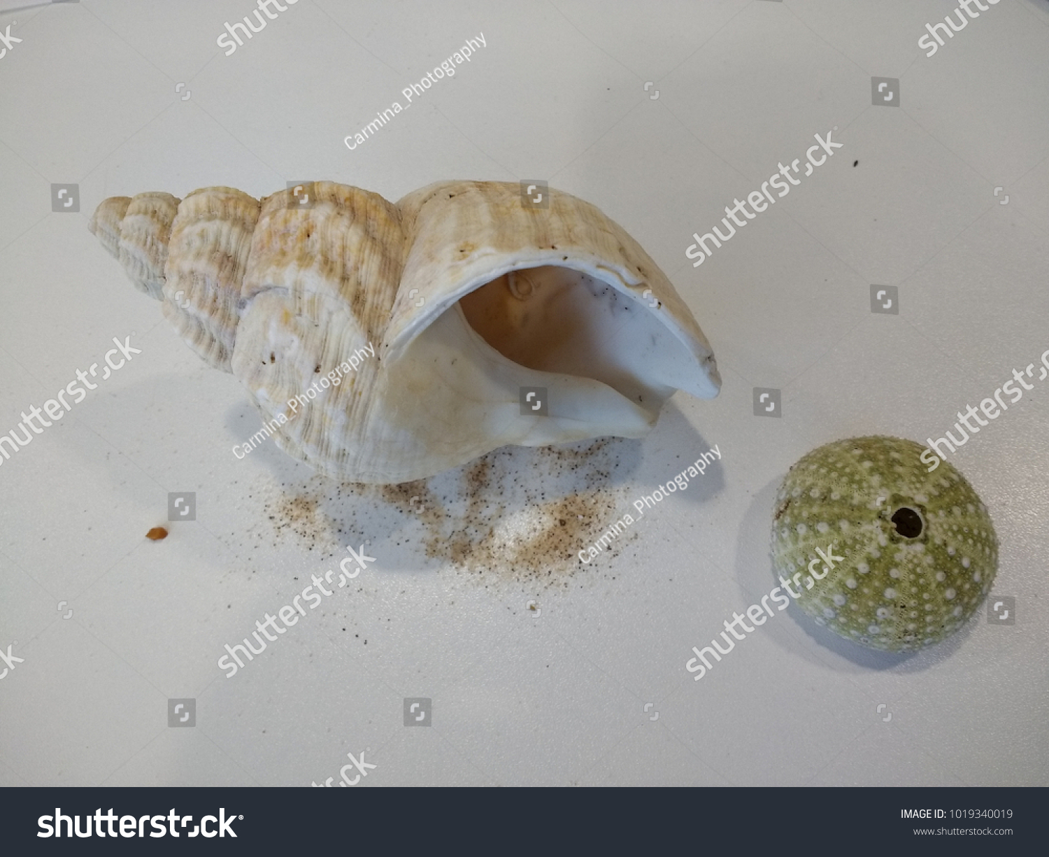 Close Spiral Conch Shell Sea Urchin Stock Photo 1019340019 Shutterstock