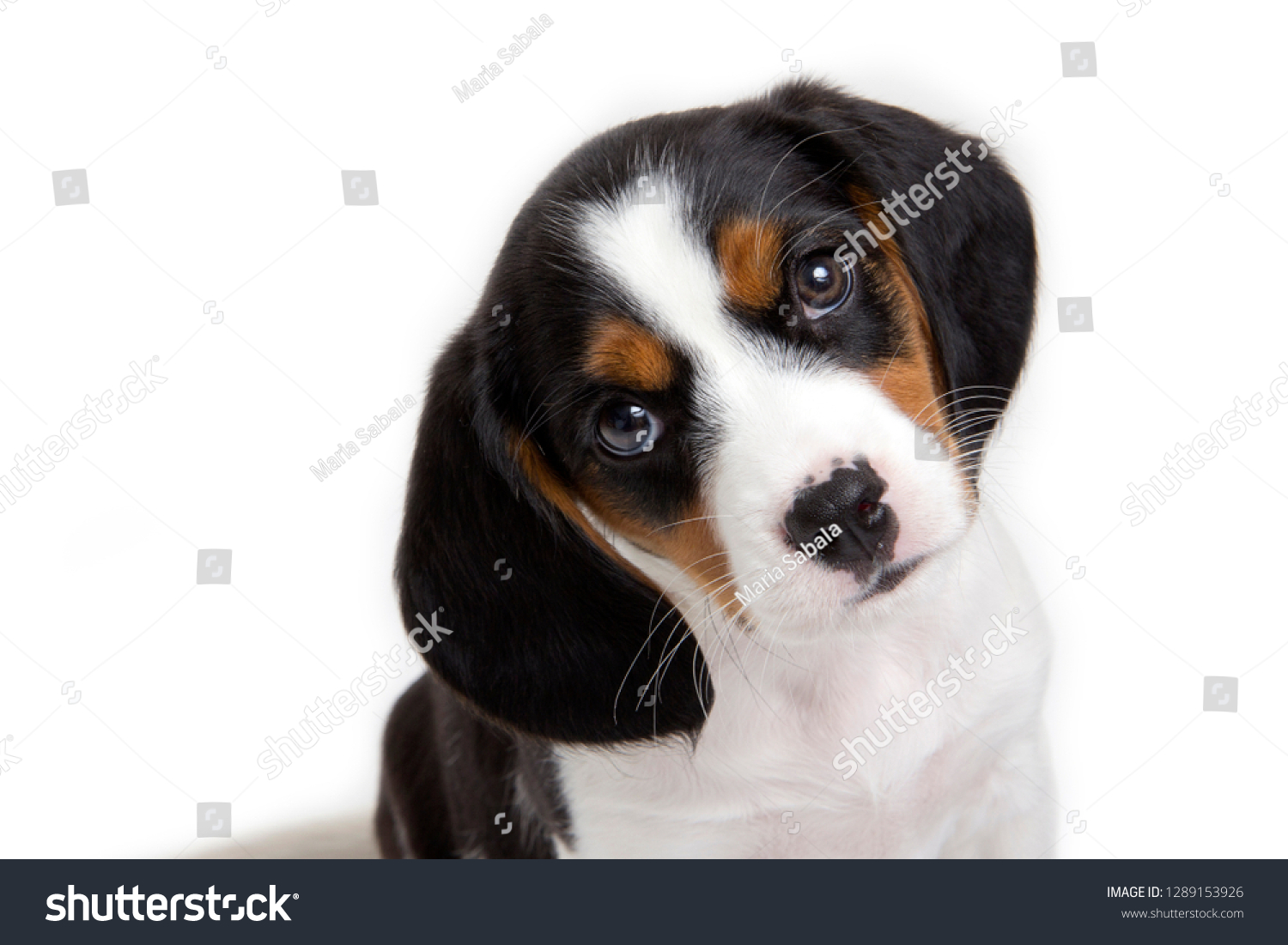 cavalier king charles beagle