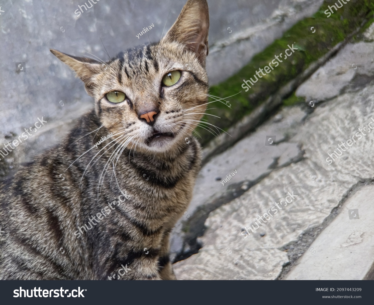 Closeup Tabby Cats Face Stock Photo 2097443209 Shutterstock