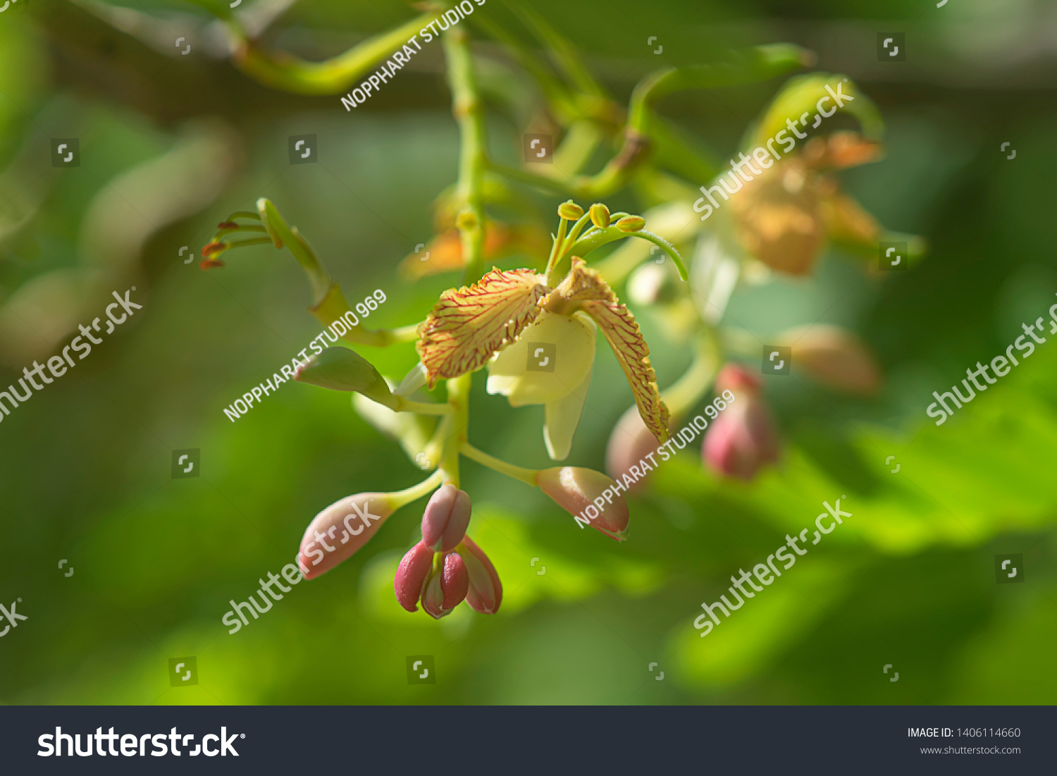 Close Tamarind Flower Tamarindus Indica Stock Photo Edit Now