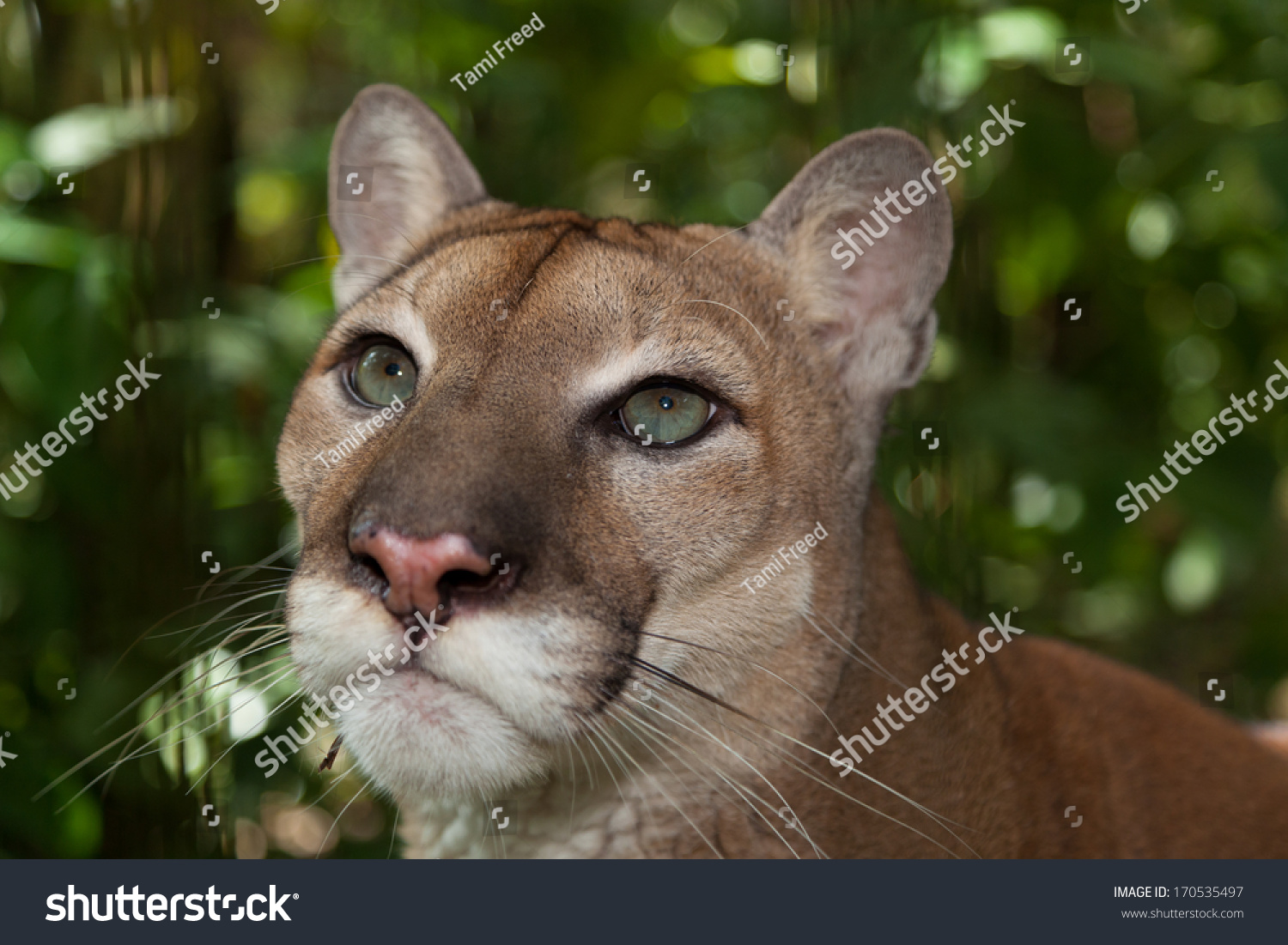 Close Up Of The Beautiful Eyes Of A Large Male Cougar In Belize. Stock ...