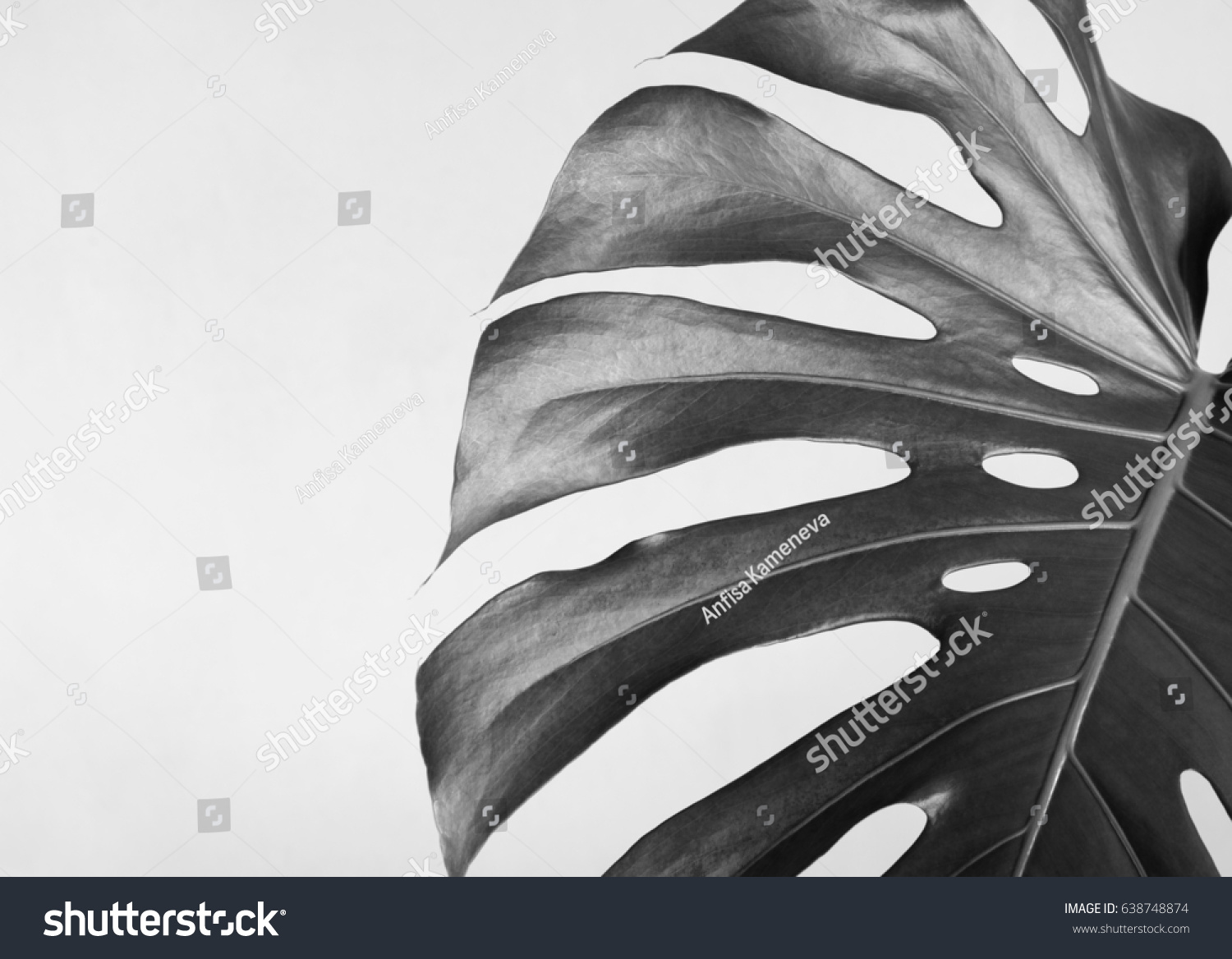 モンステラの葉の接写 抽象的な構成 白黒写真 の写真素材 今すぐ編集