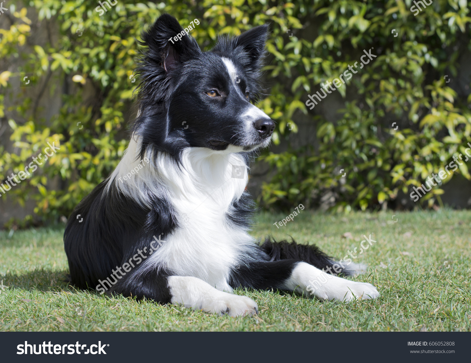 border collie muzzle