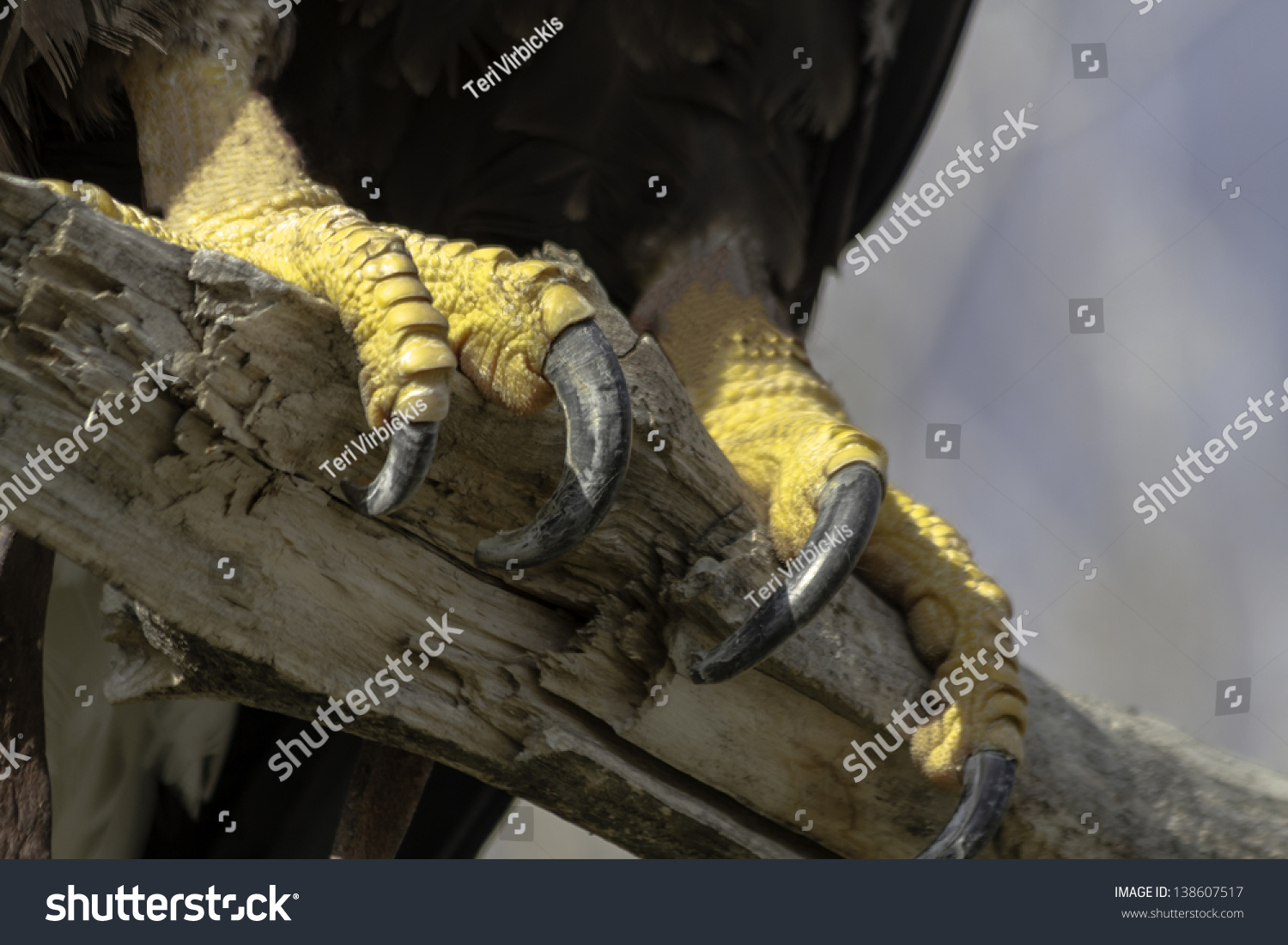 Close Up Of The Talons Of A Bald Eagle Holding On To A Tree Branch ...