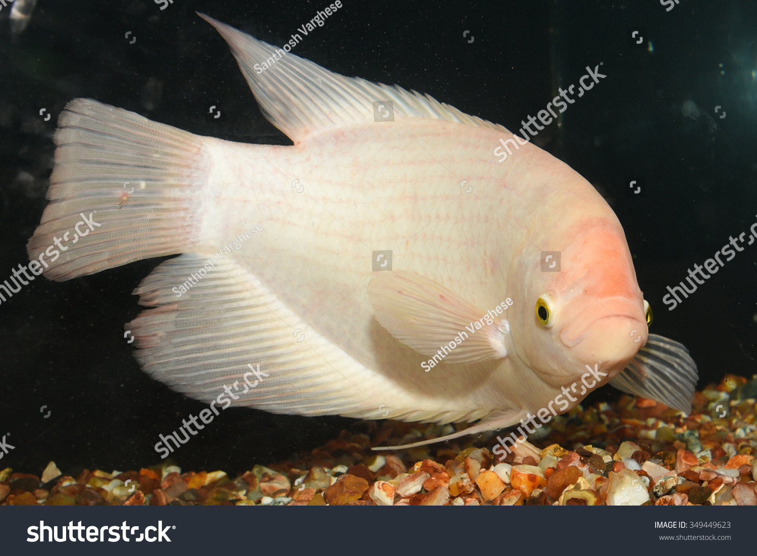 White Giant Gourami Fish