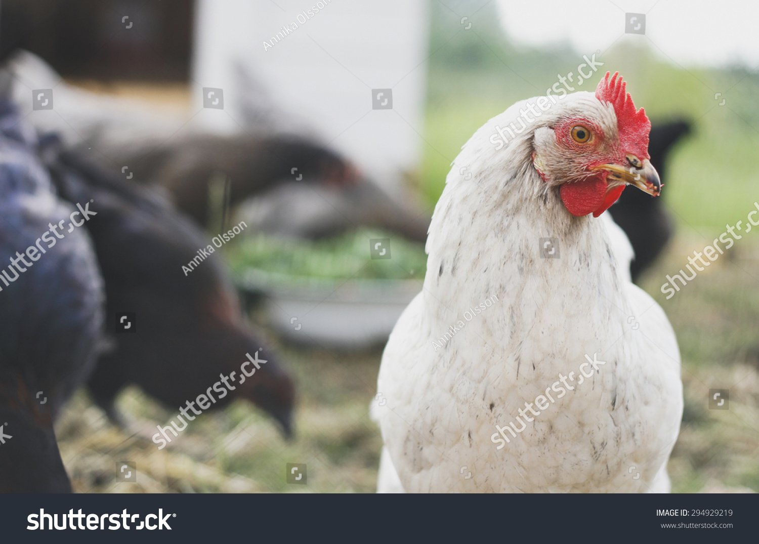 Closeup White Hen Chicken Coop Amongst Stock Photo Edit Now