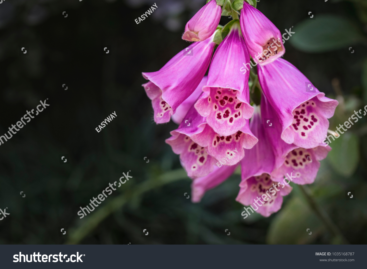 Close Wild Purple Foxglove Flowers Digitalis Stock Photo Edit Now 1035168787