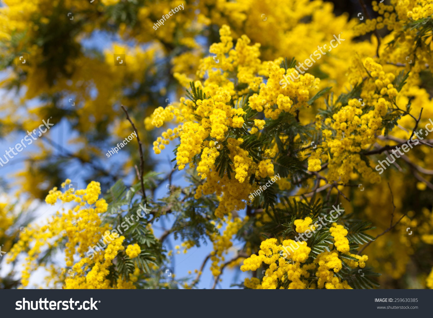 Close-Up Of Yellow Flowers On Acacia Tree Stock Photo 259630385 ...