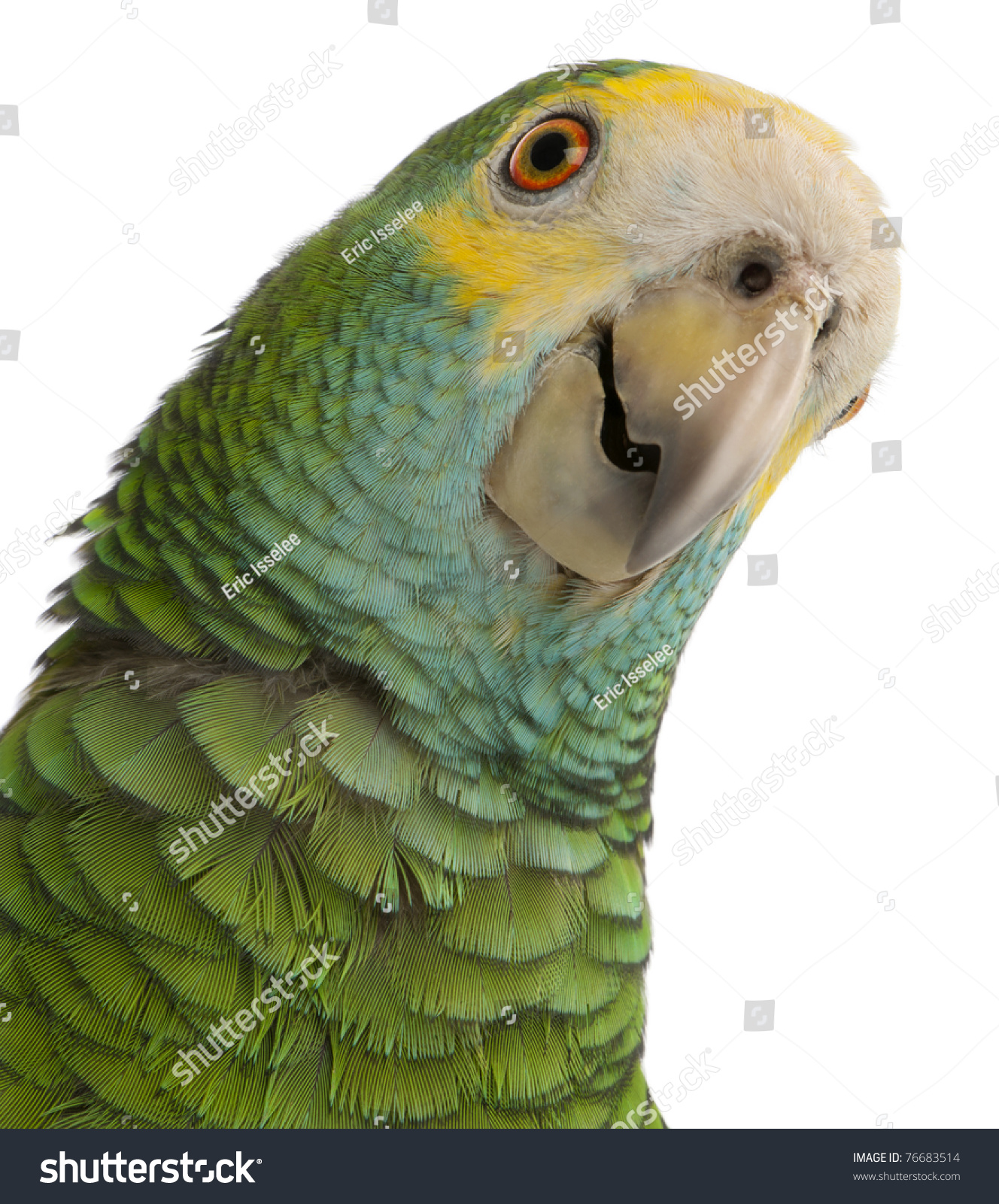 Closeup Yellowshouldered Amazon Amazona Barbadensis Front Stock Photo ...