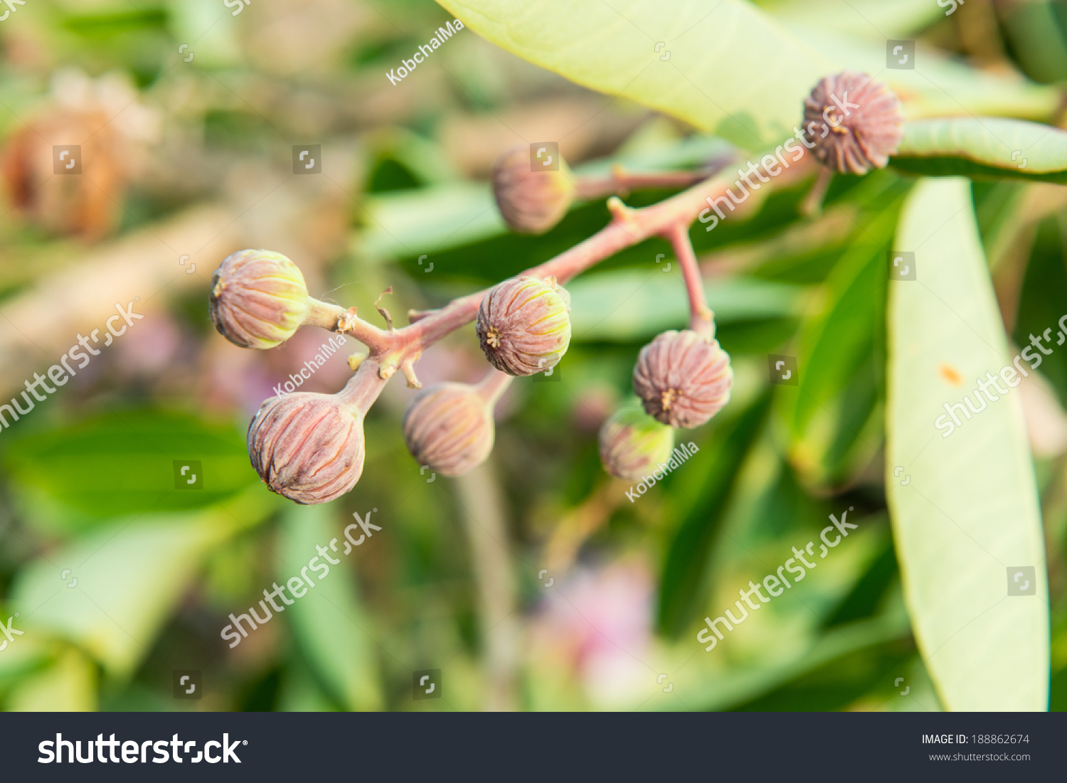 Close Young Lagerstroemia Speciosa Flower Thailand Stock Photo