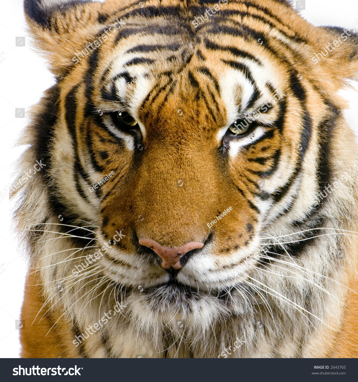 Closeup On Tigers Face Front White Stock Photo 2643765 - Shutterstock
