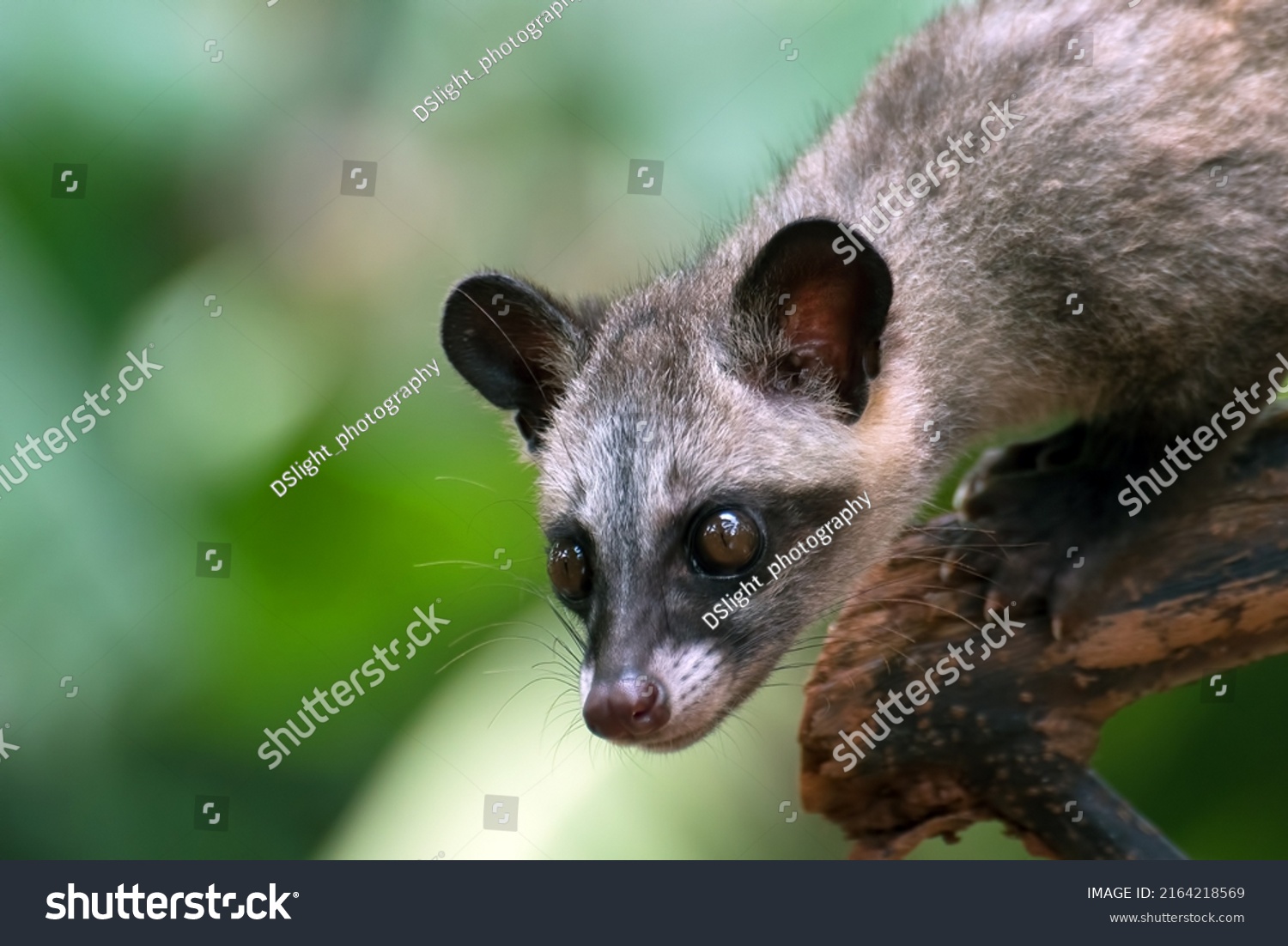 Close Photo Asian Palm Civet Stock Photo 2164218569 | Shutterstock