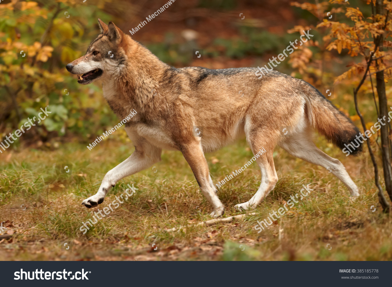 a study of canis lupus familiairs dog The domestic dog is a member of the genus canis (canines), which forms part of the wolf-like new research seems to show that dogs have mutations to equivalent genetic regions in he classified the domestic dog as canis familiaris and on the next page as a separate species he classified the wolf as canis lupus. a study of canis lupus familiairs dog The domestic dog is a member of the genus canis (canines), which forms part of the wolf-like new research seems to show that dogs have mutations to equivalent genetic regions in he classified the domestic dog as canis familiaris and on the next page as a separate species he classified the wolf as canis lupus.