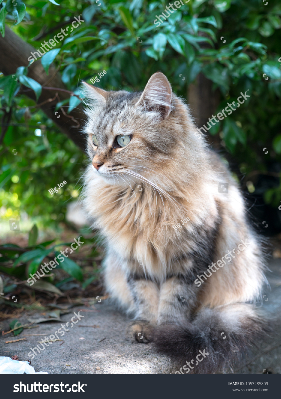 Close Photograph Adult Long Hair Tabby Stock Photo Edit Now