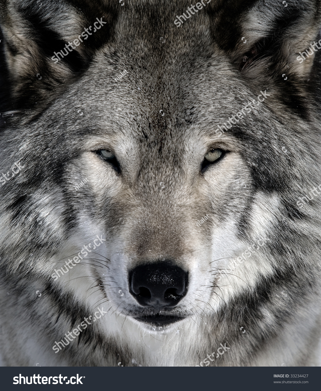 Closeup Portrait Gray Wolf Stock Photo 33234427 - Shutterstock