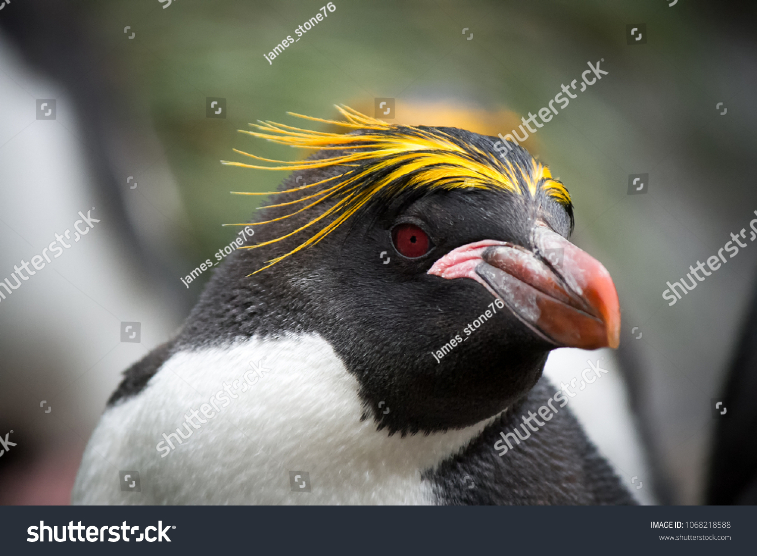 カラフルな頭の羽を持つマカロニペンギンの接写 の写真素材 今すぐ編集