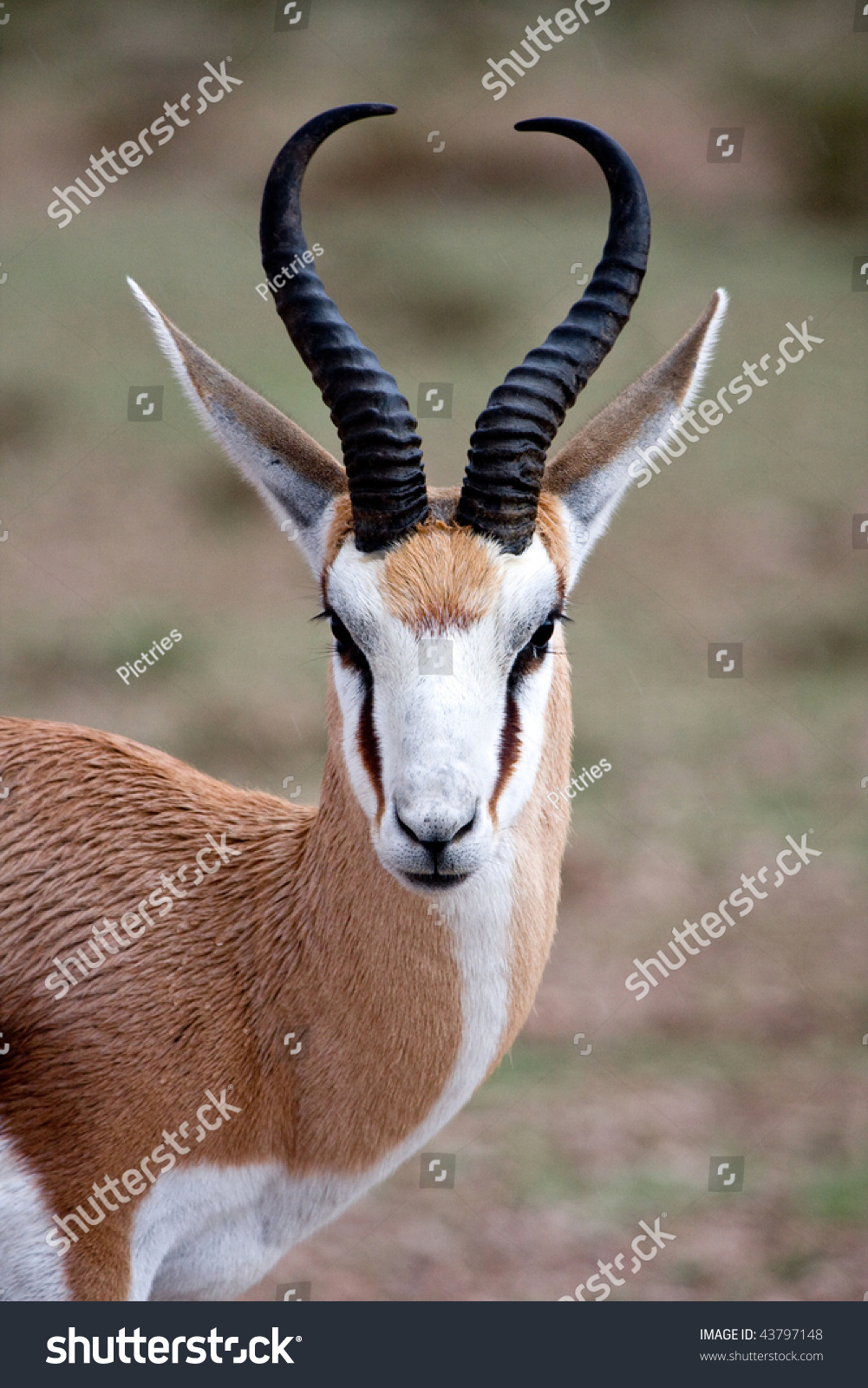 Close Up Portrait Of A Springbok Antelope Stock Photo 43797148 ...