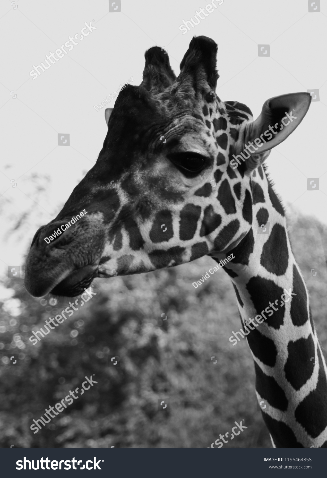 Close Portrait Tall Long Neck African Stock Photo 1196464858 | Shutterstock