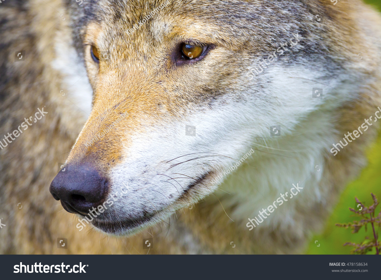 Closeup Portrait Wolf Head Stock Photo 478158634 - Shutterstock