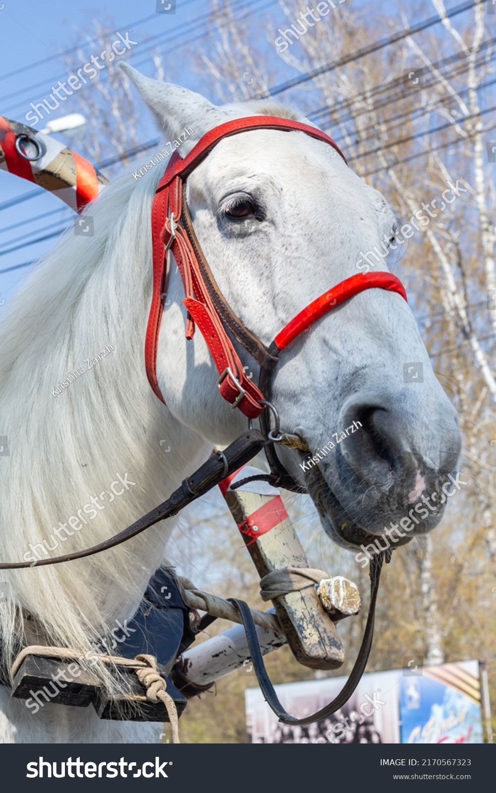 23,840 Horse riding harness Images, Stock Photos & Vectors | Shutterstock