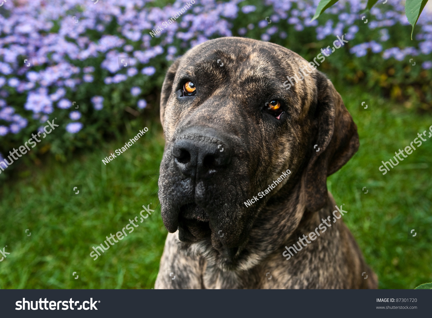 Closeup Portrait Brazilian Mastiff Fila Brasileiro Stock Photo Edit   Stock Photo Close Up Portrait Of Brazilian Mastiff Or Fila Brasileiro At The Park 87301720 