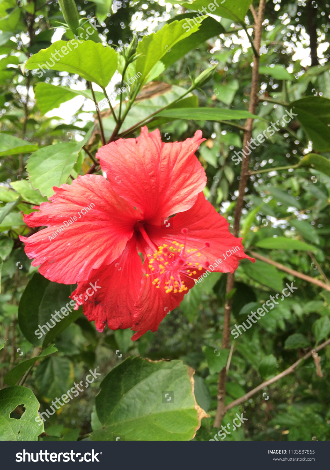 Close Red Hibiscus Flower Bunga Raya Stock Photo Edit Now 1103587865