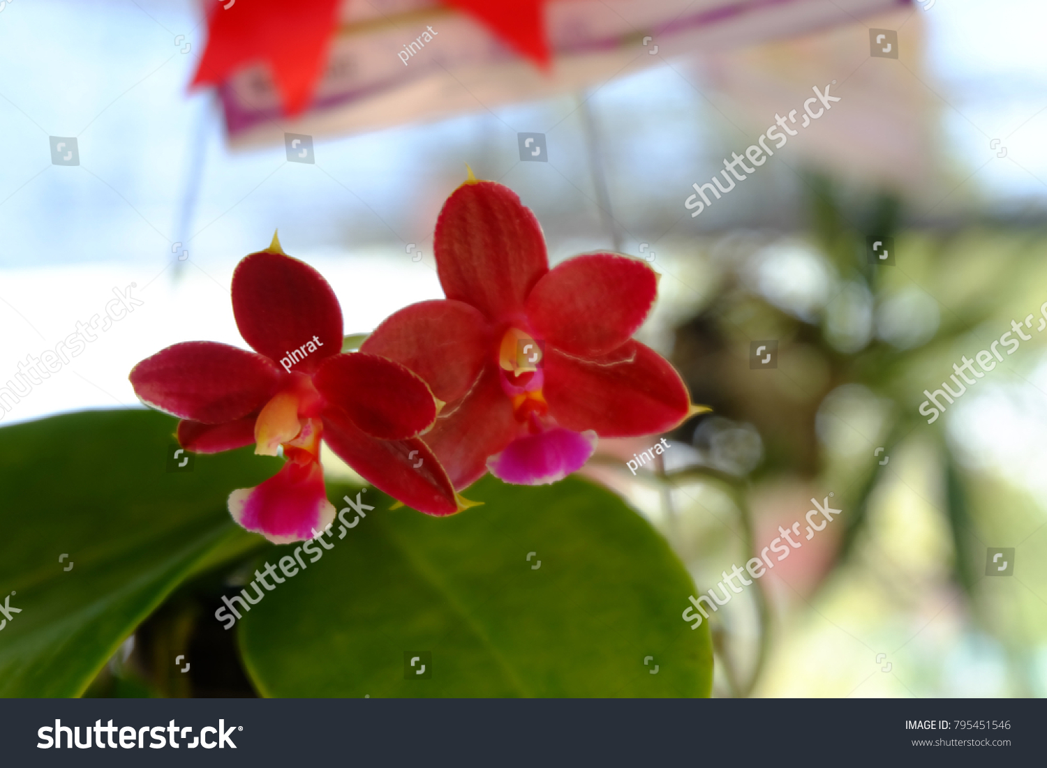 Close Red Phragmipedium Orchids Stock Photo Edit Now 795451546