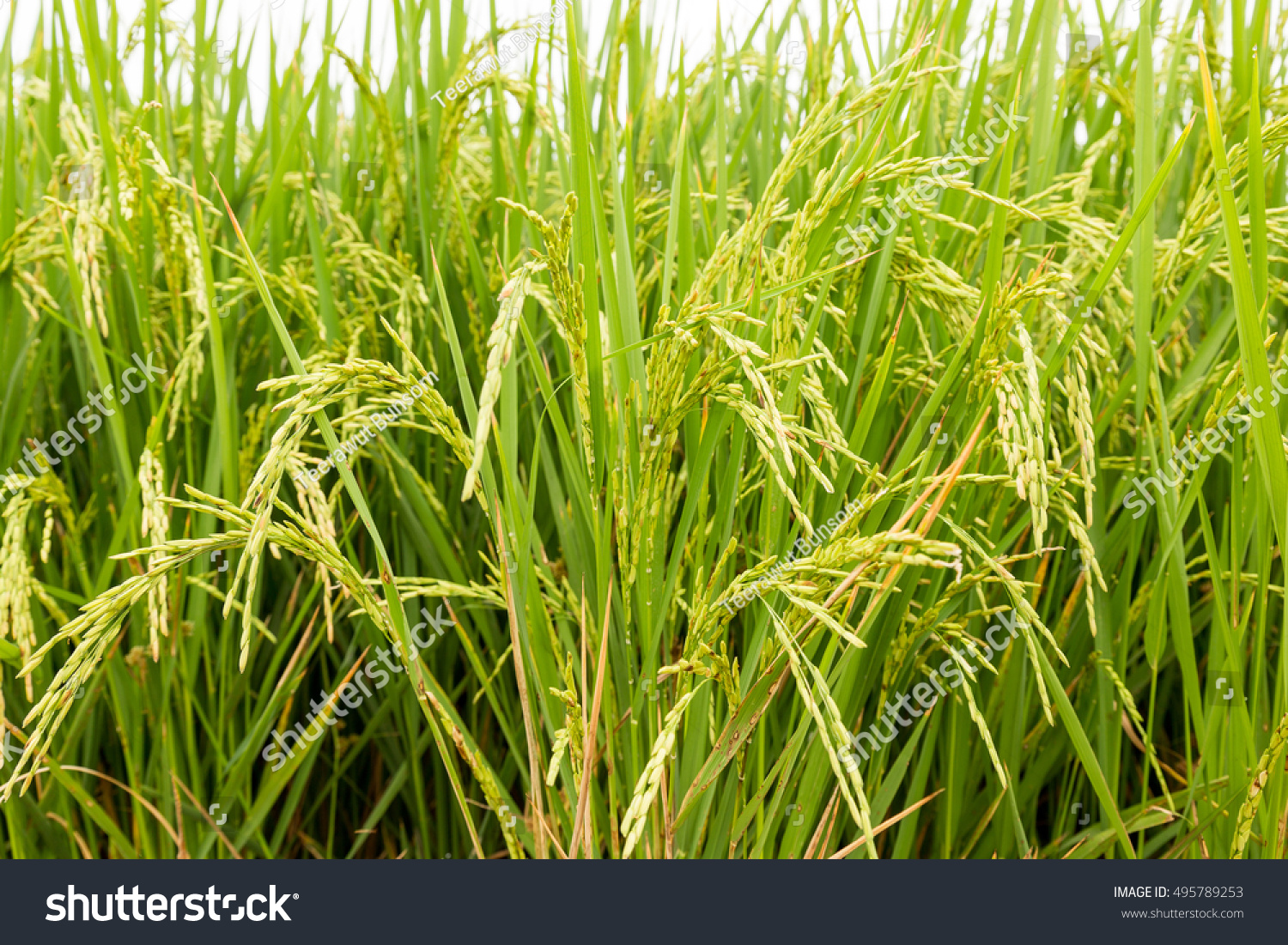 Close Rice Field Local Area Thailand Stock Photo Edit Now 495789253 close-rice-field-local-area-thailand-stock-photo-edit-now-495789253