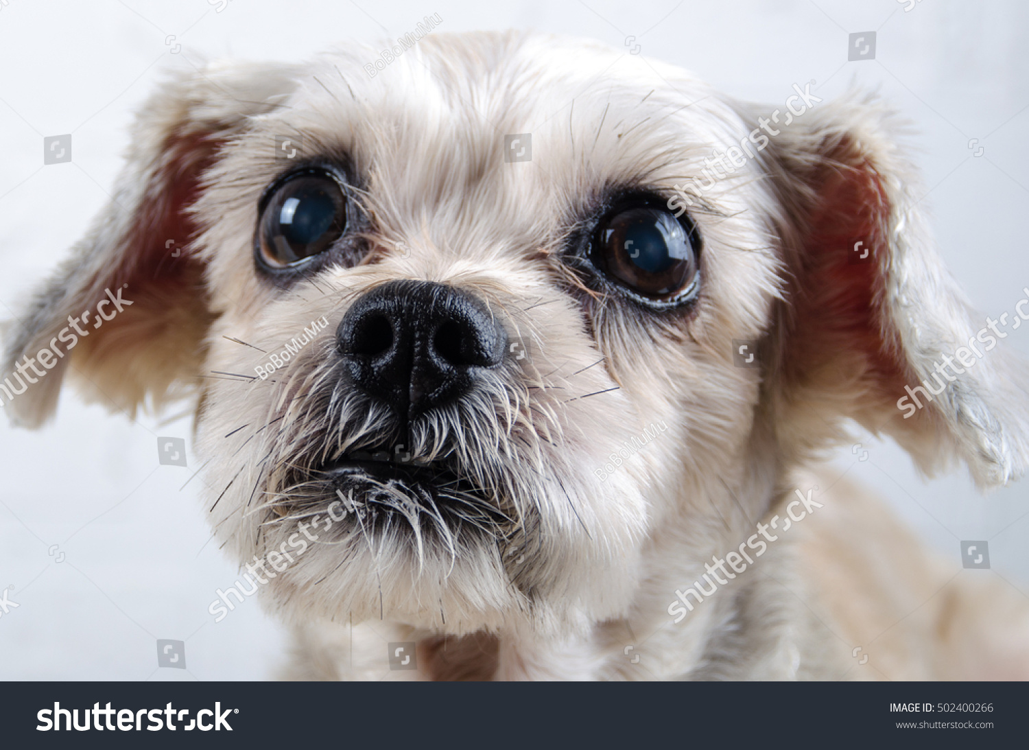 Close Short Hair Mixed Breed Puppy Stock Photo Edit Now 502400266