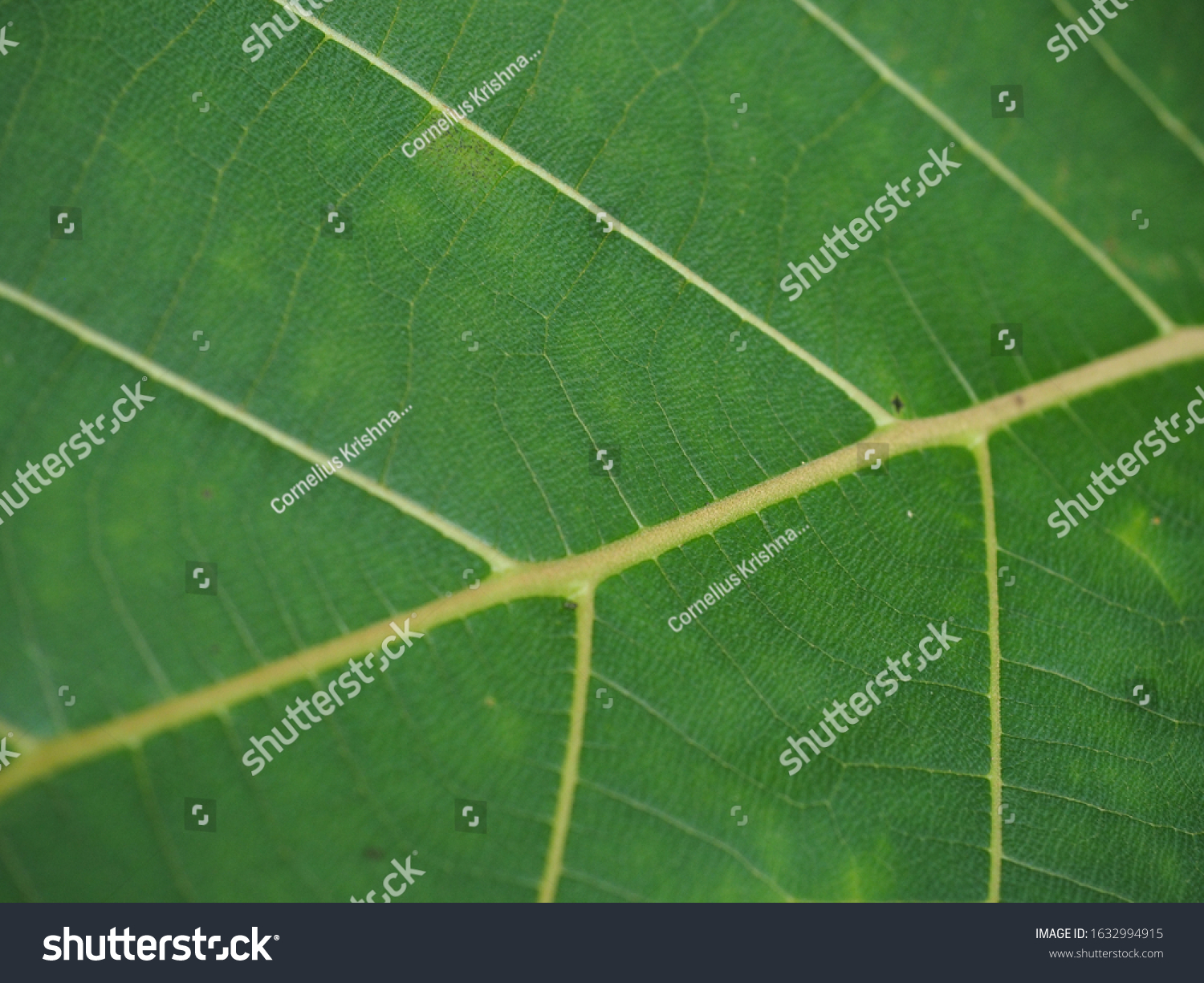 Close Shot Green Leaf Daun Hijau Stock Photo Edit Now 1632994915