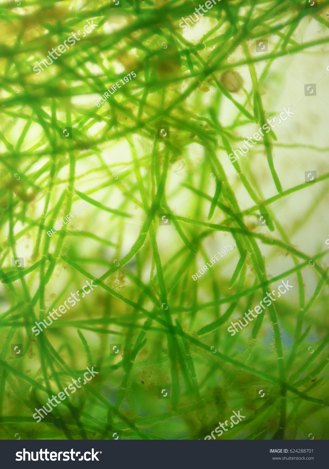 Close Shot Hair Algae Cell Under Stock Photo Edit Now 624288701,Declutter Meme