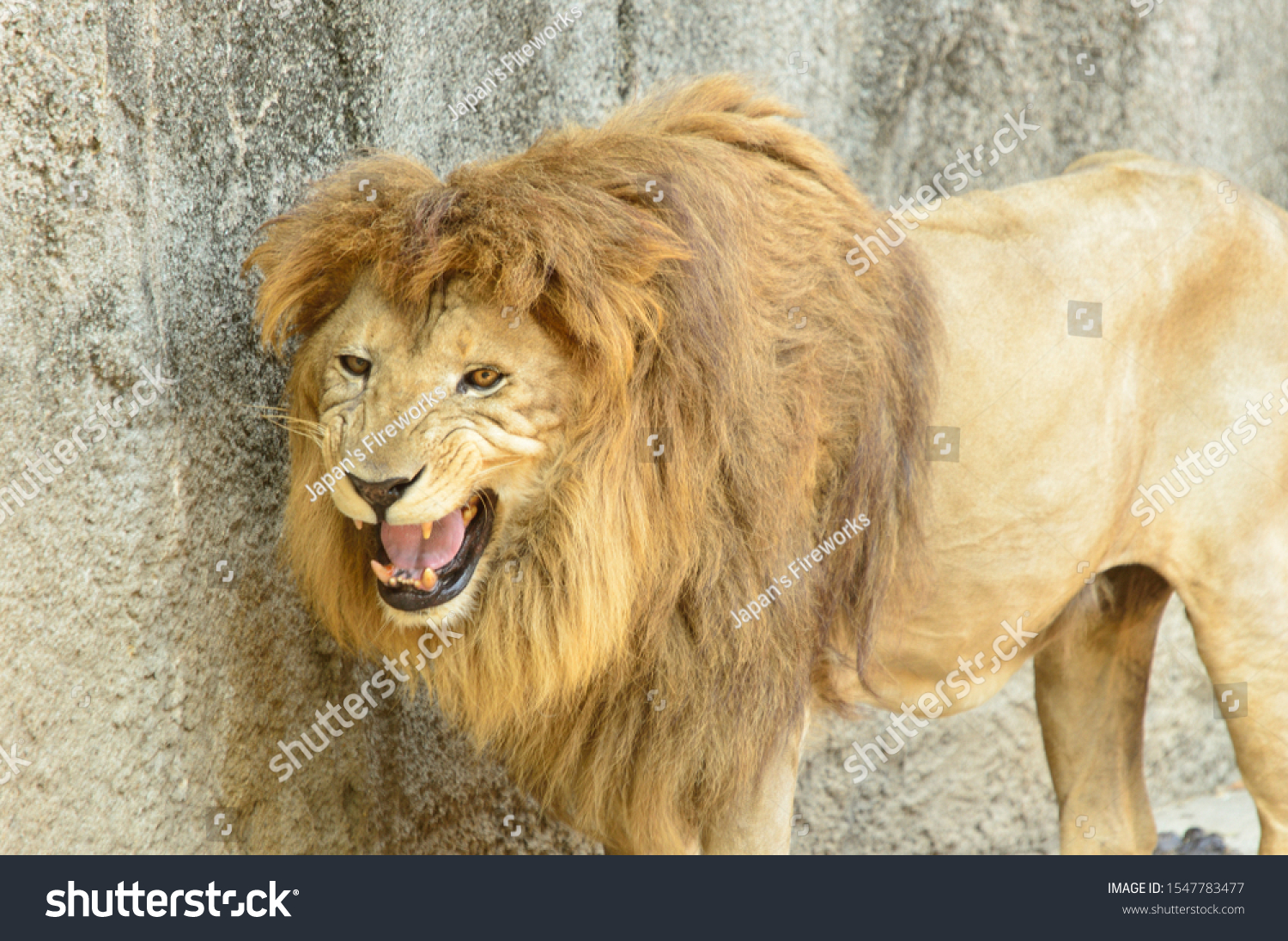 Closeup Shot Roaring Lion Stock Photo Shutterstock