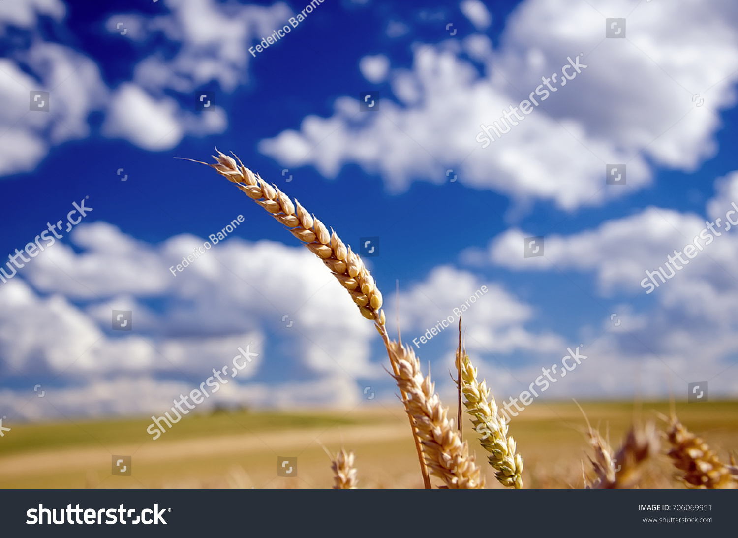 stock-photo-close-up-shot-of-wheat-ears-