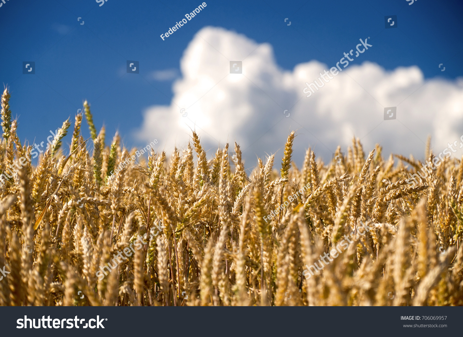 stock-photo-close-up-shot-of-wheat-ears-