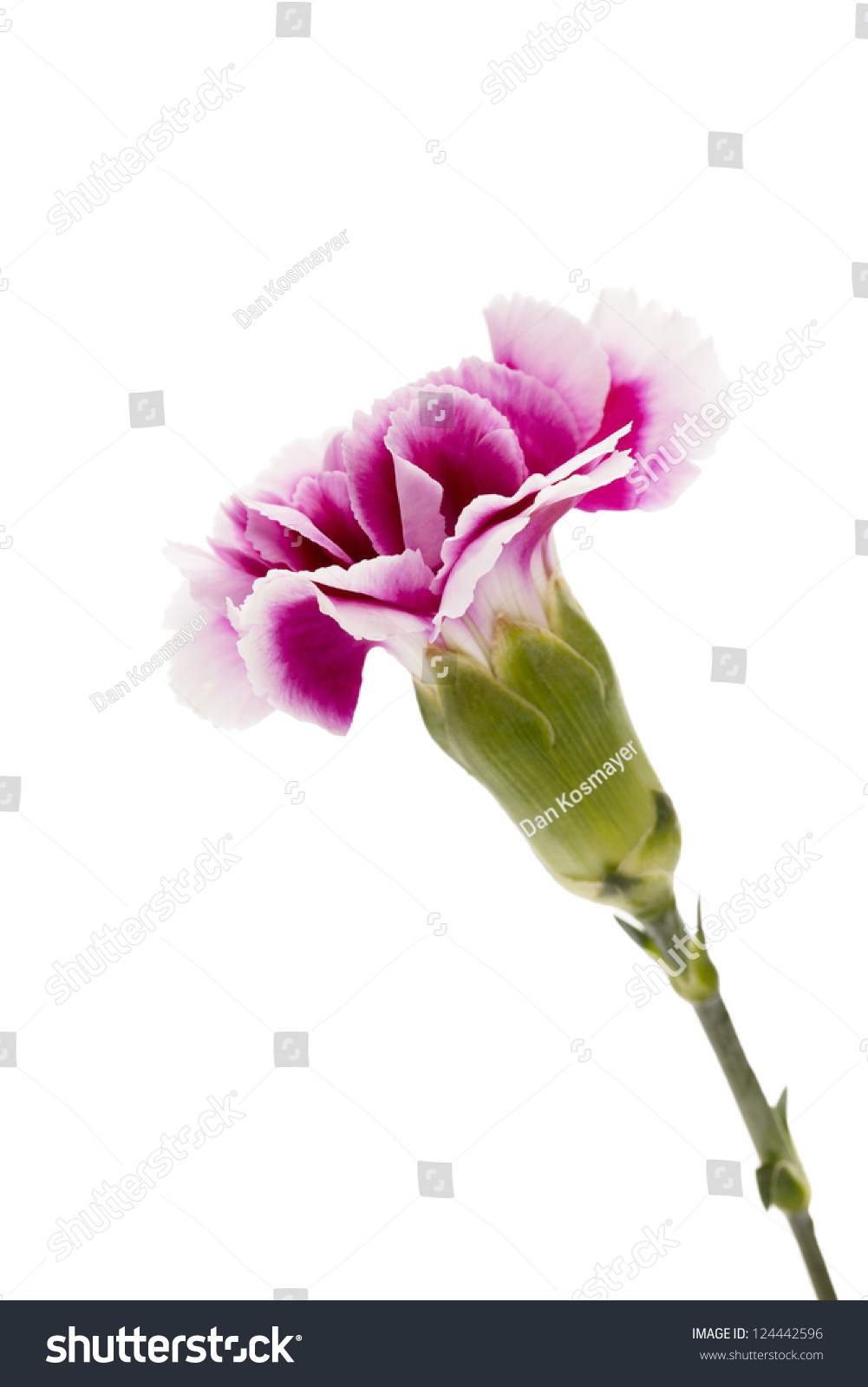 Close-Up Side View Of Pink Flower Isolated On White Background. Stock ...