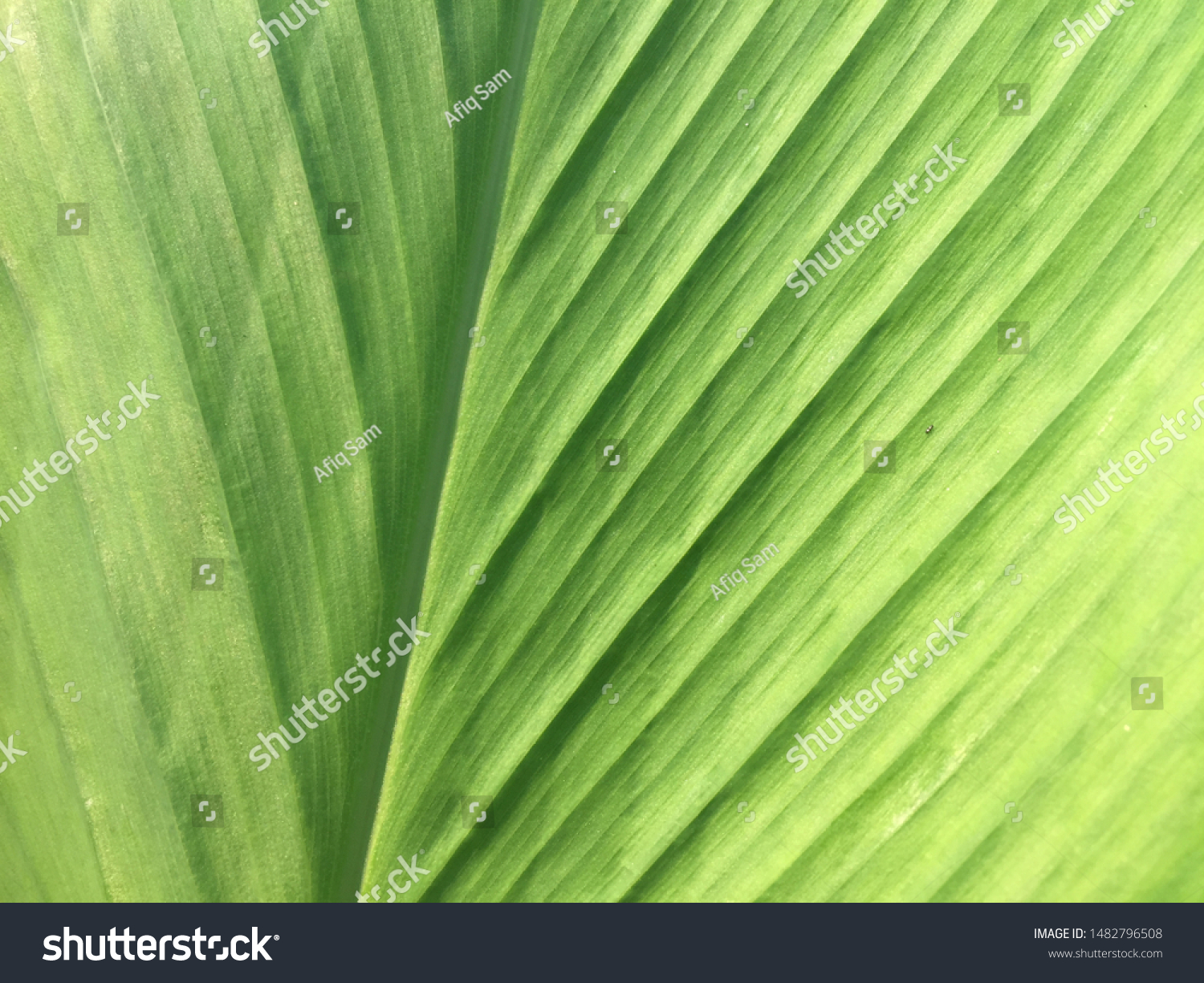 Close Straight Align Texture Daun Kantan Stock Photo Edit Now 1482796508