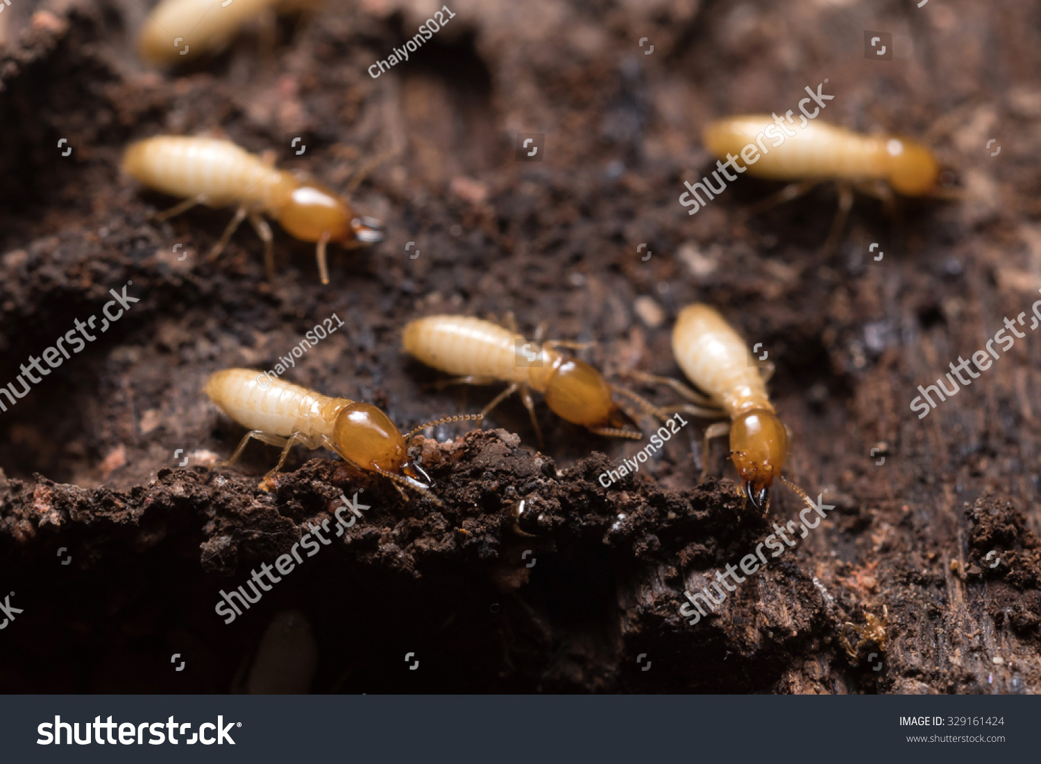 Close Termites White Ants Stock Photo 329161424 | Shutterstock