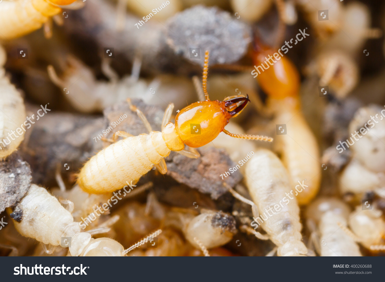 Close Termites White Ants Destroyed Stock Photo 400260688 | Shutterstock