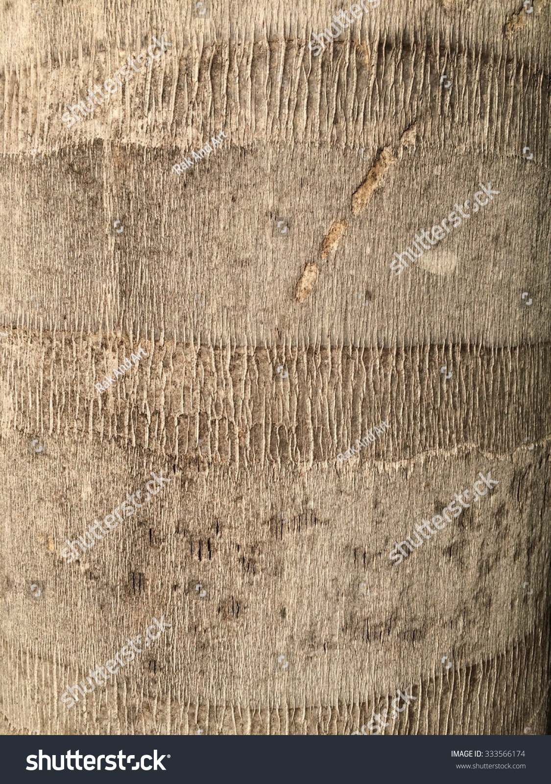 Close-Up Texture Of Coconut. Stock Photo 333566174 : Shutterstock