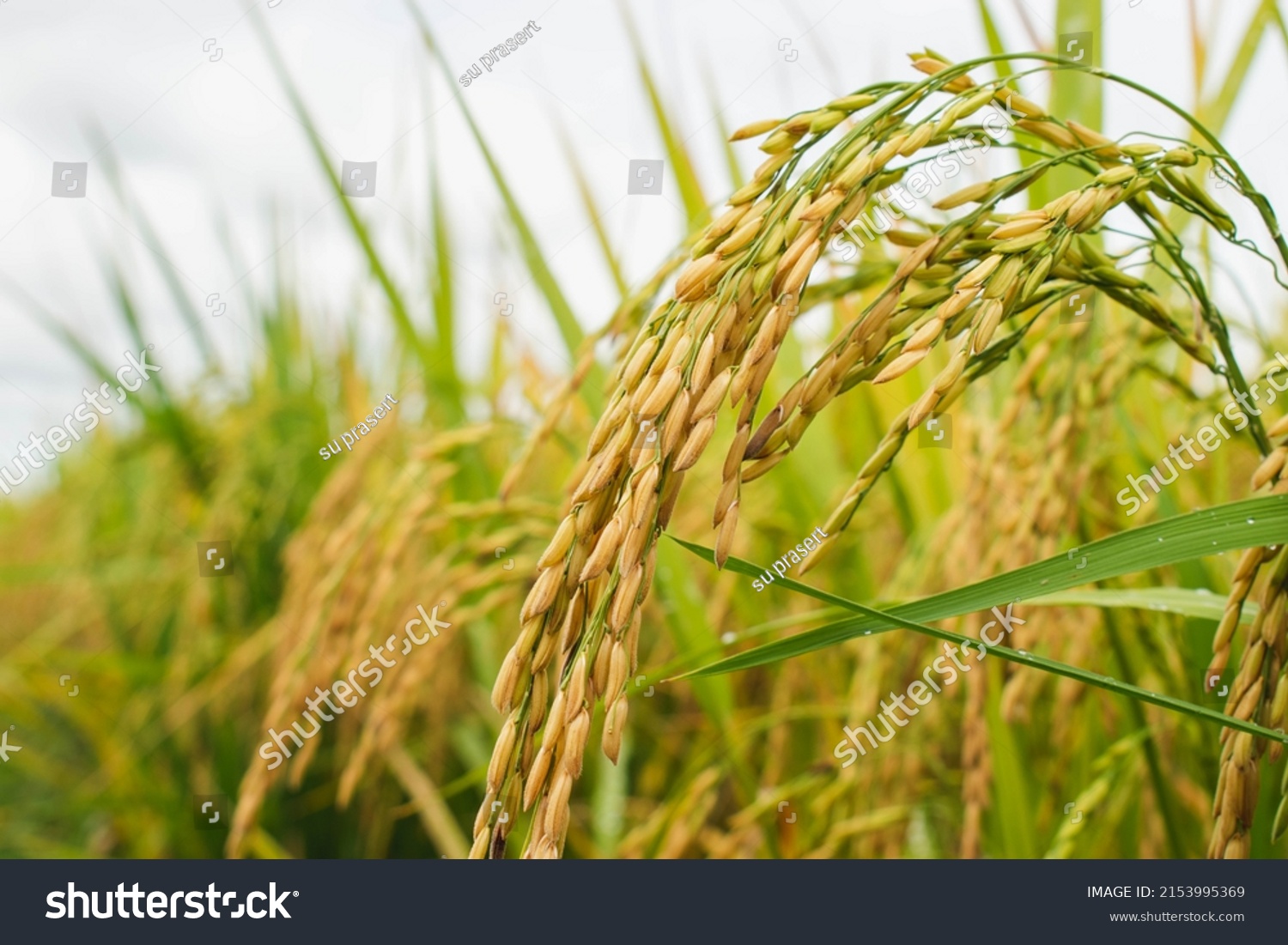 Closeup Thai Rice Seeds Ear Paddy Stock Photo 2153995369 | Shutterstock