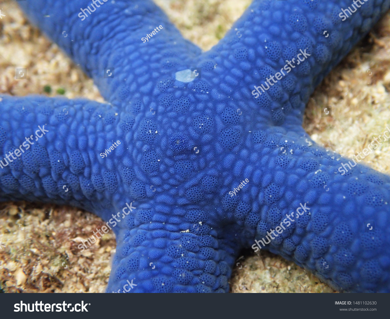 Close View Blue Starfish Linckia Laevigata Stock Photo Edit Now 1481102630