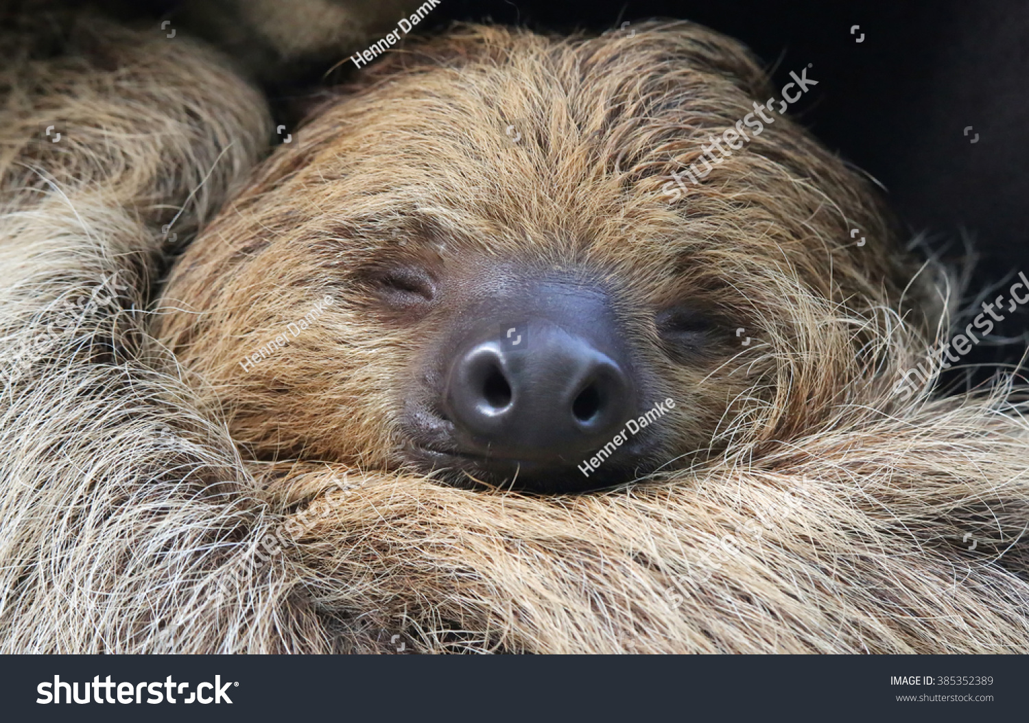 Closeup View Twotoed Sloth Choloepus Didactylus Stock Photo 385352389 