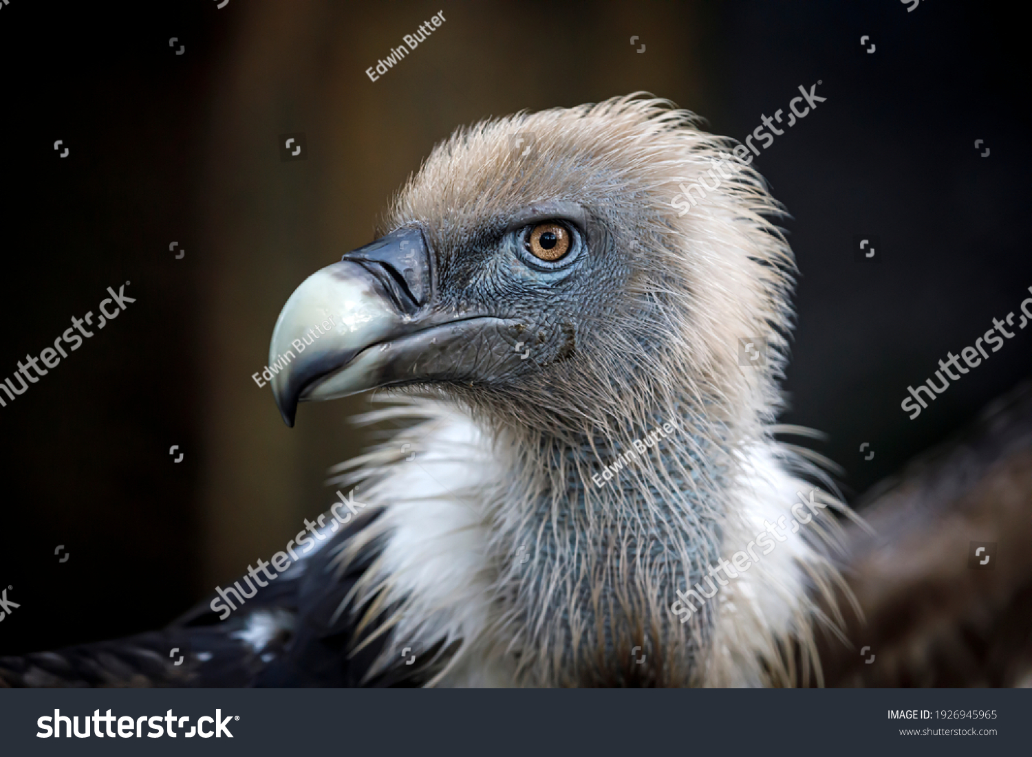 29,235 Vulture beak Images, Stock Photos & Vectors | Shutterstock