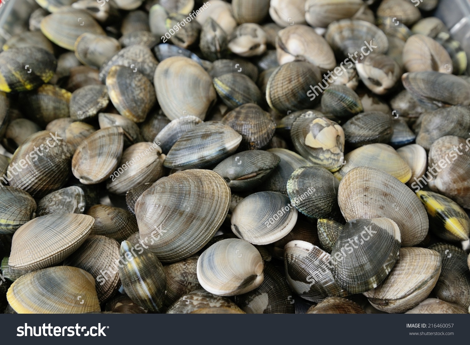 Close View Manila Clam Stock Photo 216460057 - Shutterstock