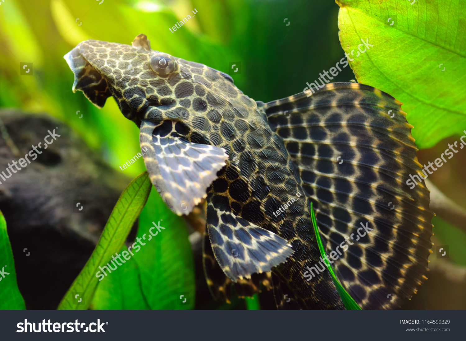 86 Spotted pleco Images, Stock Photos & Vectors | Shutterstock